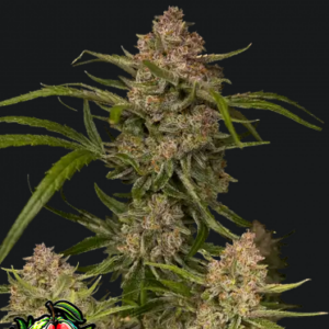 Guava Auto.png